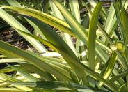 Variegated Amole