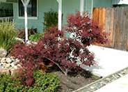 Purple Smoke Tree