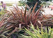 Pink Stripe Flax