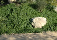 Ground Cover Myoporum