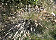 Reed Grass