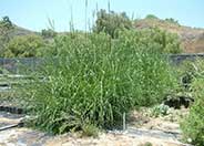 Giant Wild Rye