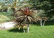 Red Star Cordyline