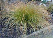 Orange Sedge