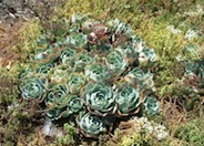 Hen and Chicks