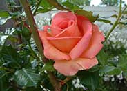 Hybrid Tea Rose (selections)