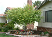 Japanese Maple