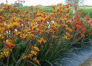 Tequila Sunrise Kangaroo Paw