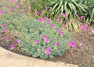 Rock Purslane