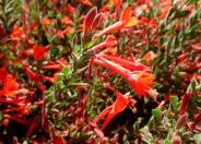 Everett's California Fuchsia