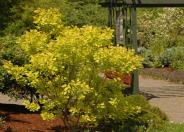 Golden Spirit Smoke Tree