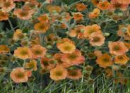 Totally Tangerine Geum