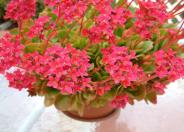 Kalanchoe