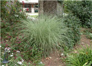 Morning Light Silver Grass