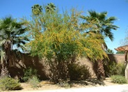 Sweet Acacia