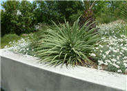 Candelabrum Agave, Spider Agave