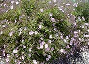 Coral Rockrose