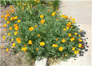 Mexican Gold Poppy