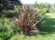 New Zealand Flax