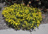 Berlandier's Sundrops